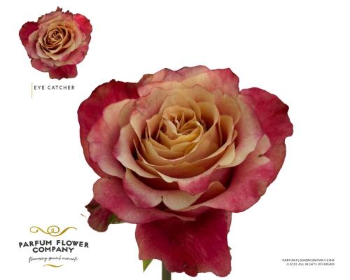 Rosa grootbloemig overig