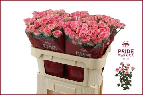Rosa tros Tralala