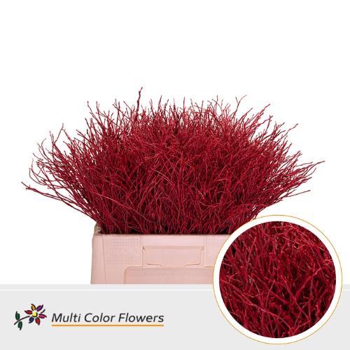 Vaccinium kleurbehandeld H%