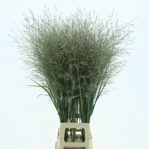 Panicum virgatum 'Dallas Blues'