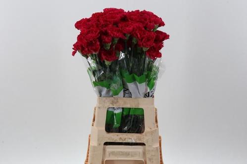 Dianthus standaard overig