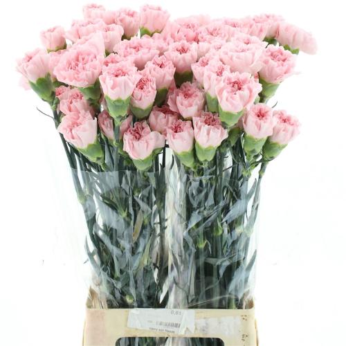Dianthus standaard Nahema