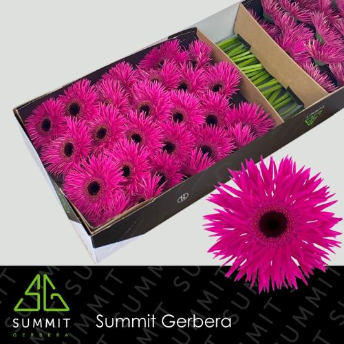 Gerbera grootbloemig spinvormig Spider Nola