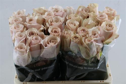 Rosa grootbloemig Quicksand