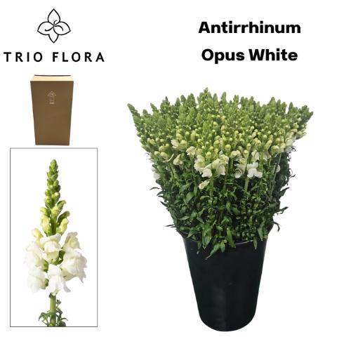 Antirrhinum majus 'Opus White'