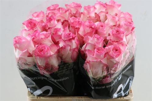 Rosa grootbloemig Boulevard