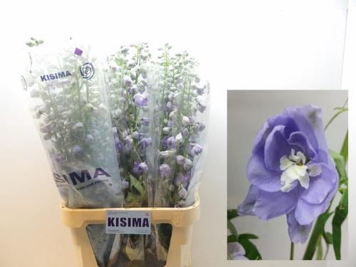 Delphinium Elatum Grp dubbelbloemig Magic Fountains Lavender