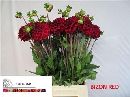Dahlia (Decorative Grp) 'Bizon Rood'