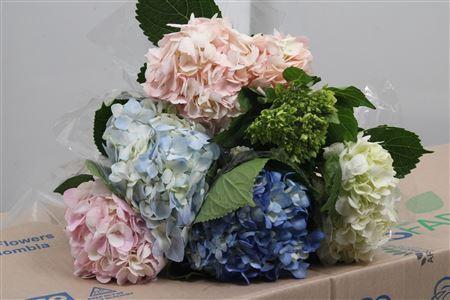 Hydrangea overig