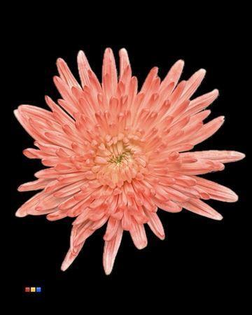 Chrysanthemum (Indicum Grp) geplozen Topspin kleurbehandeld H%