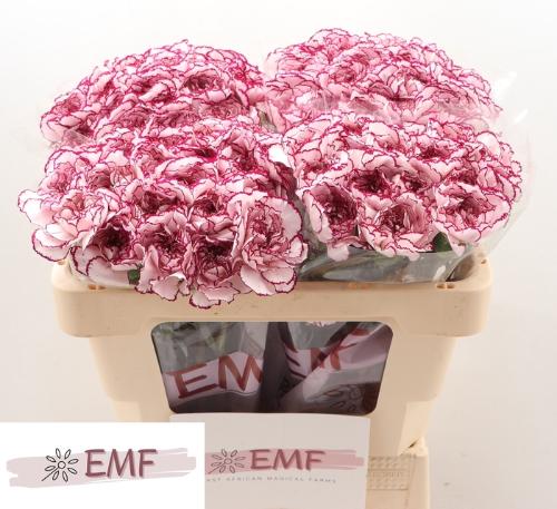 Dianthus standaard Damascus