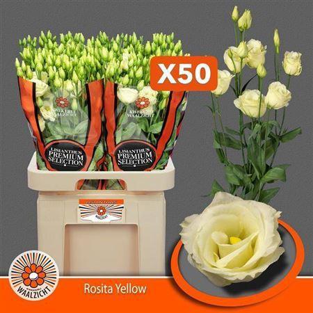 Eustoma russellianum gevuldbloemig 'Rosita Yellow'