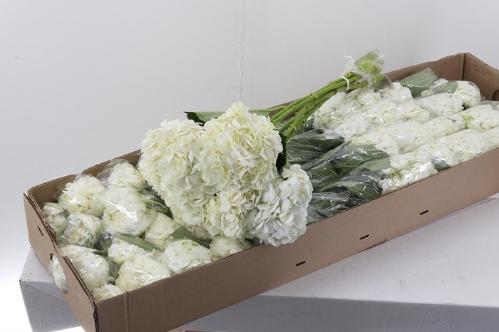 Hydrangea overig