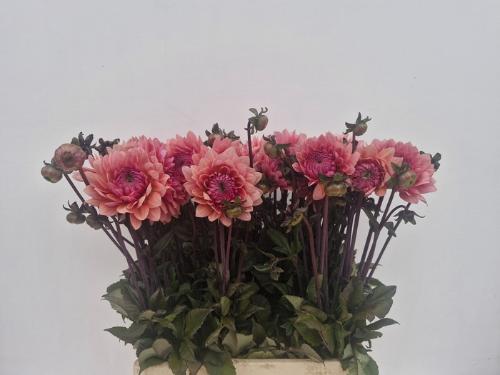 Dahlia (Decorative Grp) 'Sweet Sanne'