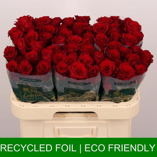 Rosa grootbloemig Explorer