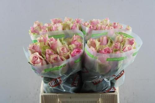 Rosa grootbloemig Belle Rose