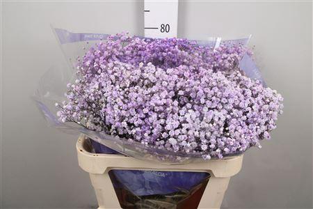Gypsophila overig kleurbehandeld H%