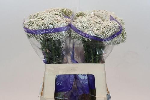 Ozothamnus 'Cooks Snow White'