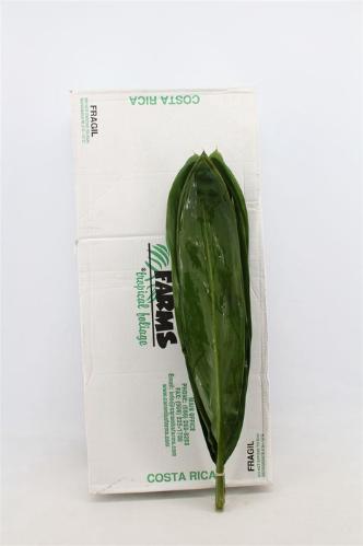 Cordyline fruticosa Green Tie