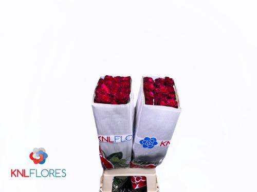 Rosa grootbloemig Red Panther