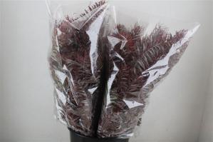 Acacia baileyana bloeiend per bos 'Purpurea'Dealbata Grp