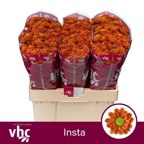 Chrysanthemum (Indicum Grp) tros santini AAA Staryu