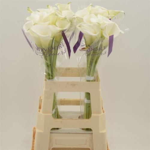 Zantedeschia White Art