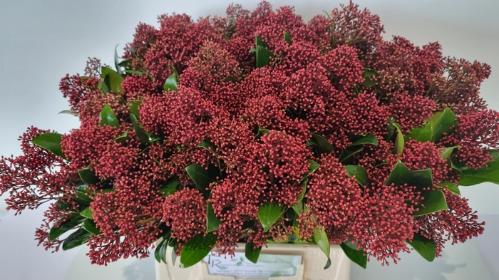 Skimmia per bos japonica 'Rubella'