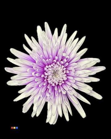 Chrysanthemum (Indicum Grp) geplozen Topspin kleurbehandeld H%
