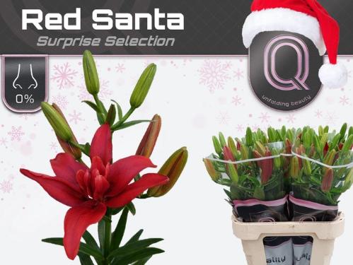 Lilium (LA-hybrids Grp) dubbel overig