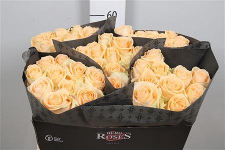 Rosa grootbloemig Avalanche Peach+