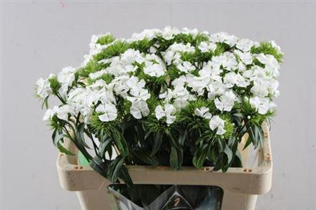 Dianthus barbatus 'Sweet Will White'