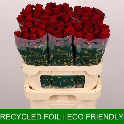 Rosa grootbloemig Explorer