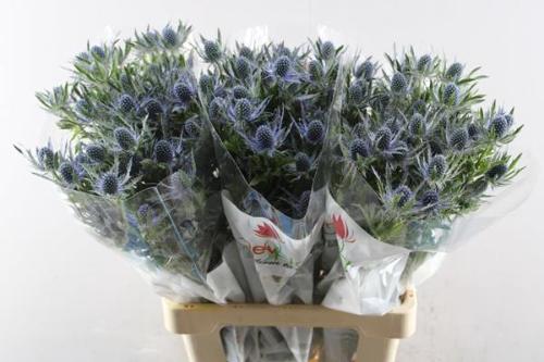 Eryngium Magical Blue Lagoon
