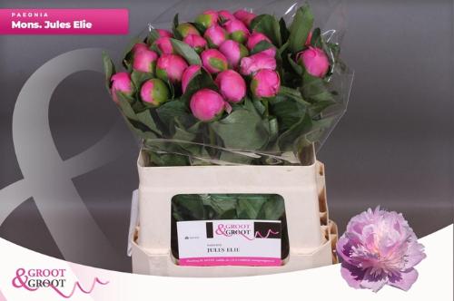 Paeonia Lactiflora Grp 'Monsieur Jules Elie'