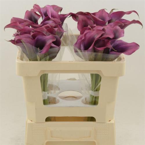 Zantedeschia 'Dior'