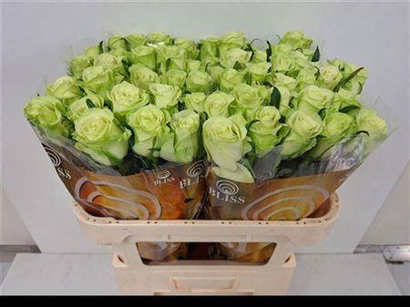 Rosa grootbloemig Noëlle!