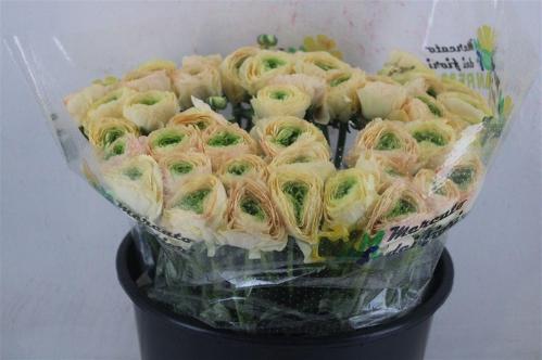 Ranunculus asiaticus Success Grand Pastel