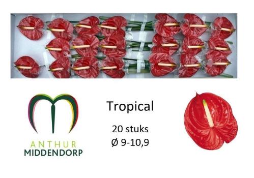 Anthurium Andreanum Grp 'Tropical'