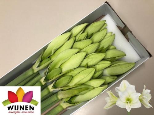 Hippeastrum (Galaxy Grp) 'Albarino'