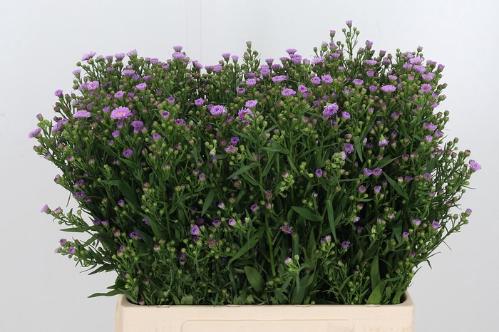 Aster Novi-belgii Grp 'Painted Lady'