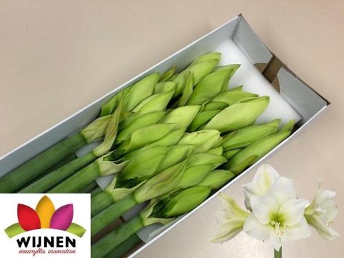 Hippeastrum (Galaxy Grp) 'Albarino'