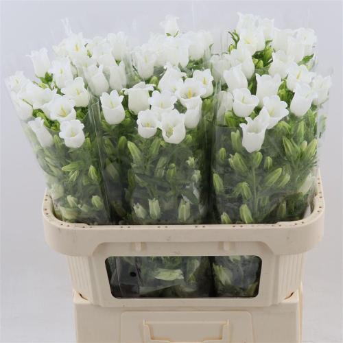 Campanula medium 'Champion White'