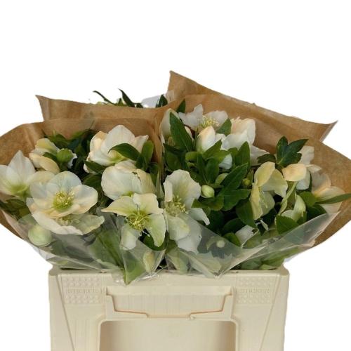 Helleborus 'Queens White'