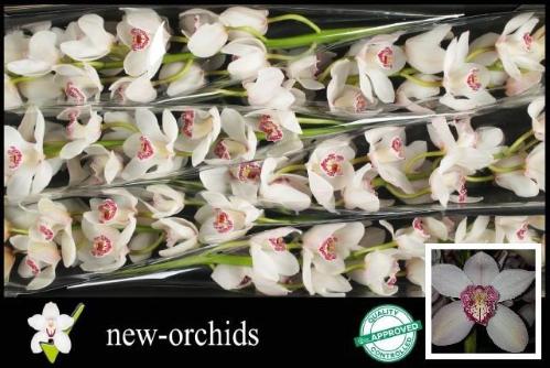 Cymbidium grootbloemig 'Belle Snow'
