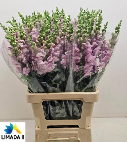 Antirrhinum majus 'Potomac lavender'