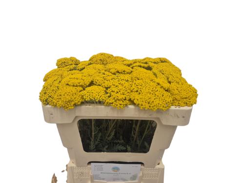 Achillea filipendulina 'Parkers Variety'