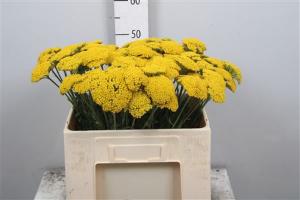 Achillea filipendulina 'Parkers Variety'