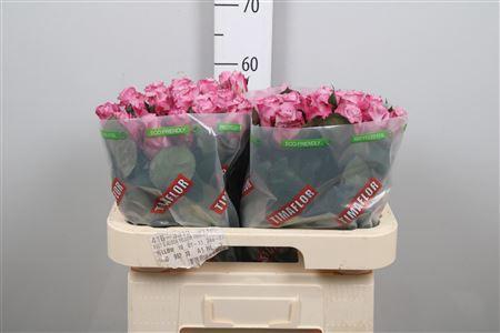 Rosa grootbloemig Maritim