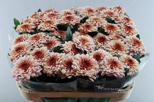 Chrysanthemum Indicum Grp geplozen Pip Salmon